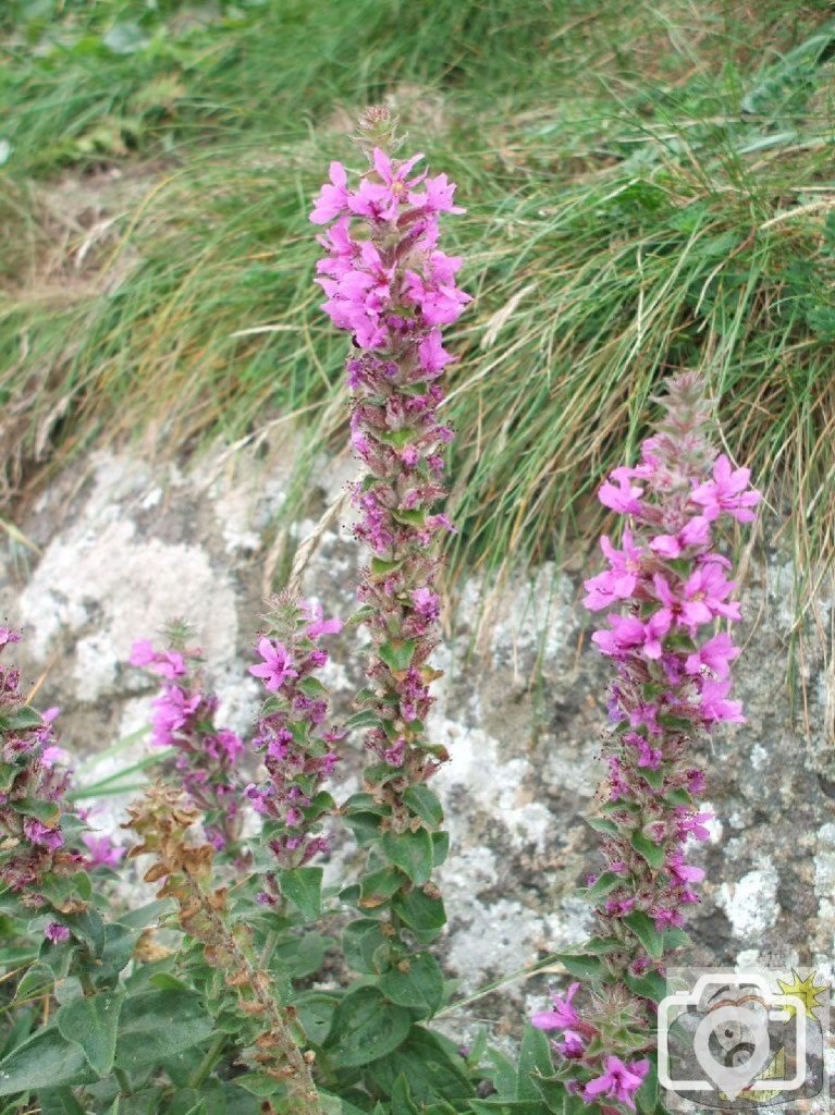 Purple loosestrife