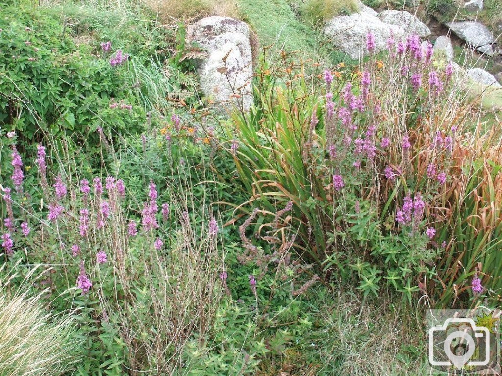 Purple loosestrife