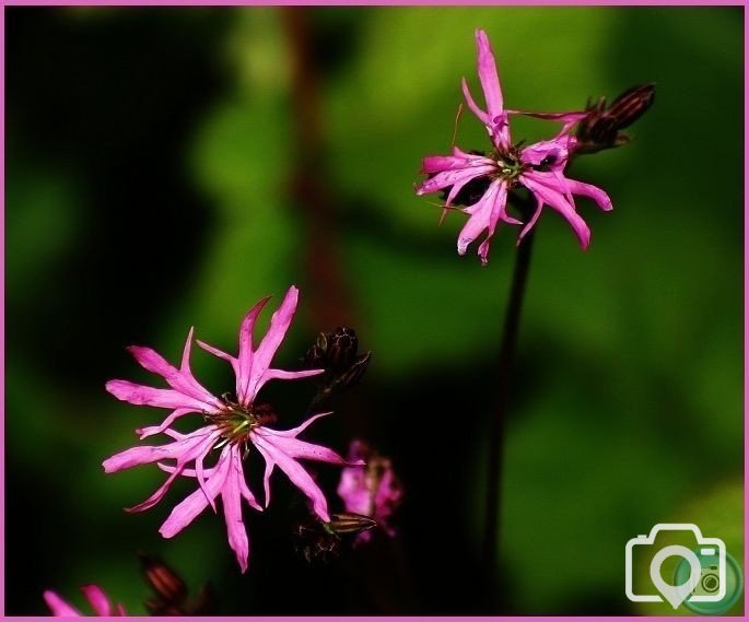 Ragged Robin