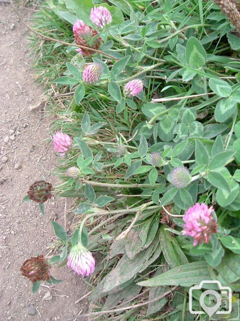 Red clover