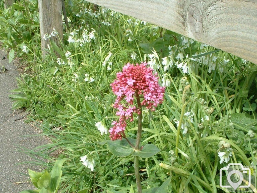 Red valerian (centranthus ruber) and triangular-stemmed garlic/3-cornered l