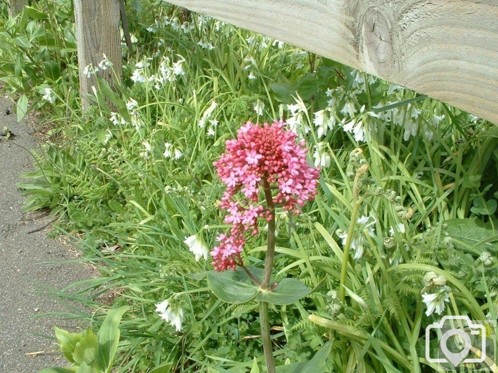 Red valerian (centranthus ruber) and triangular-stemmed garlic/3-cornered l