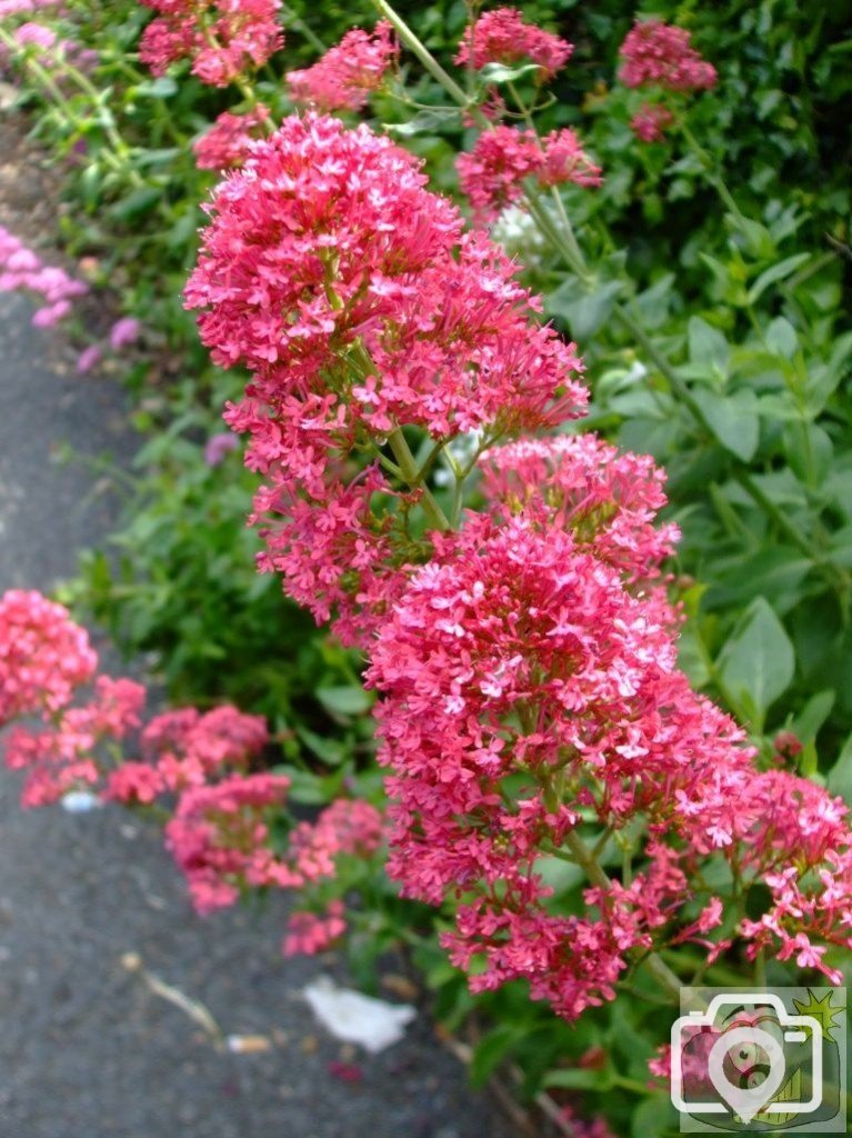 Red valerian - St John's Church area - 6th June, 2009