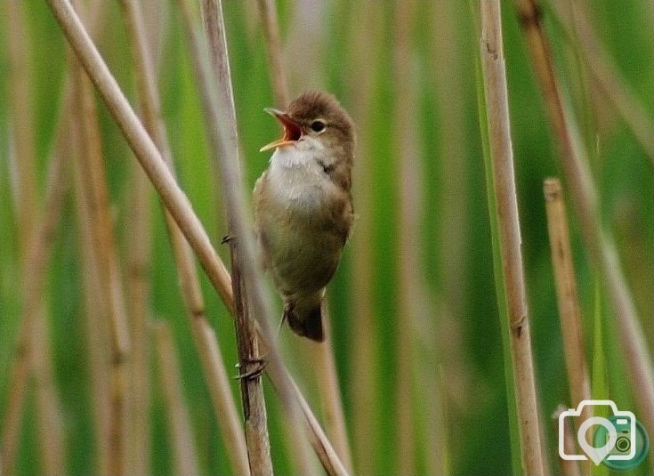 Reed Warbler