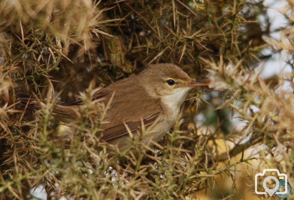 Reed Warbler