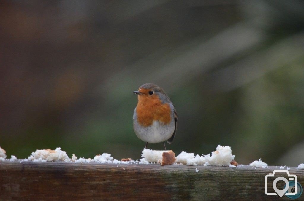 robin 1