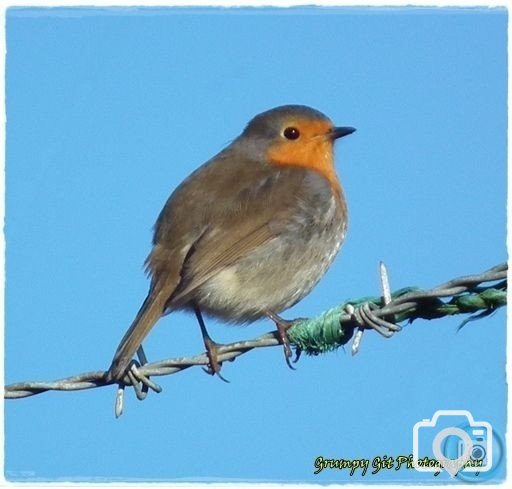 robin in Kenidjack