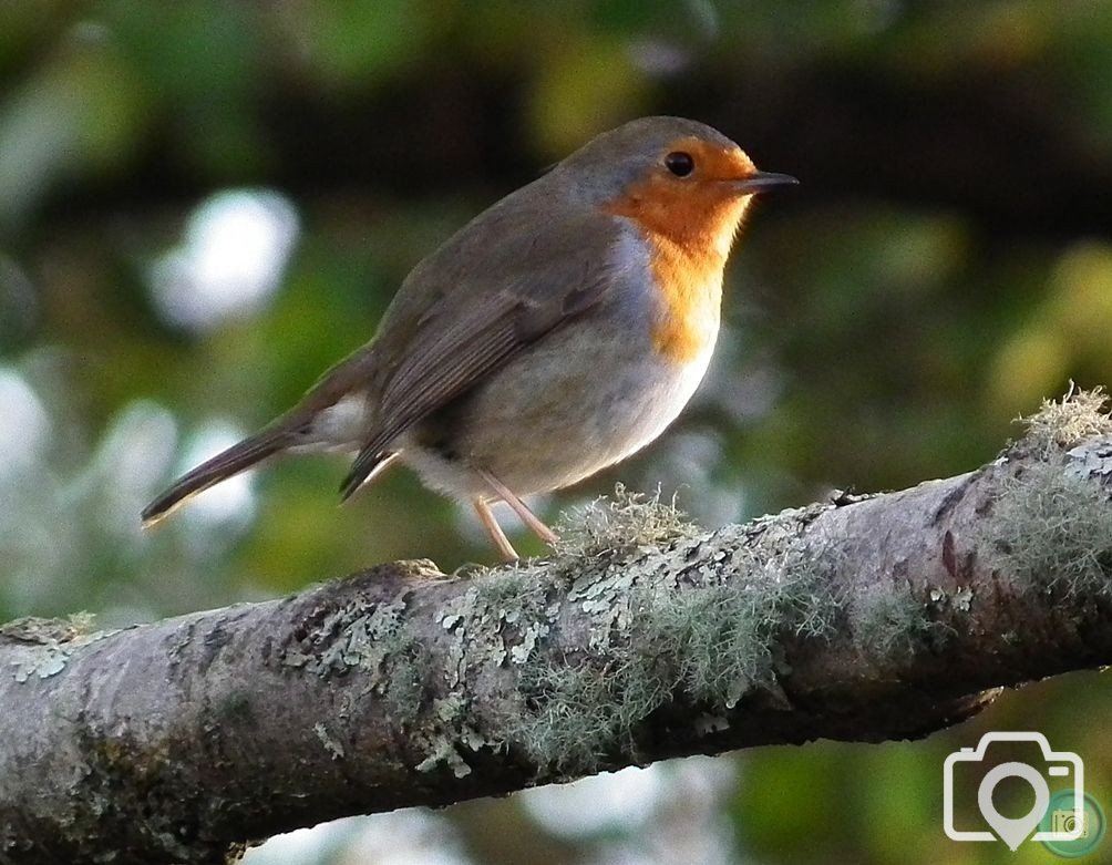 Robin Posing