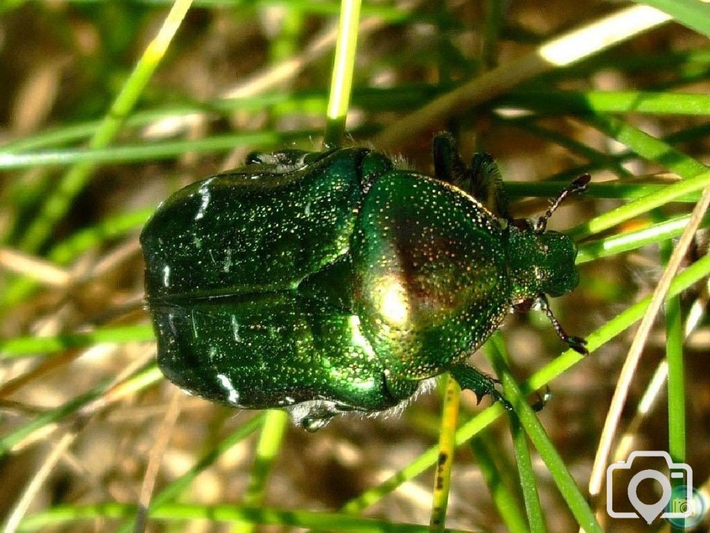 Rose chafer - Kynance Cove