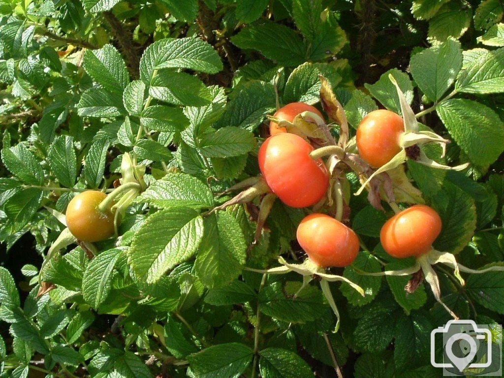 Rosehips