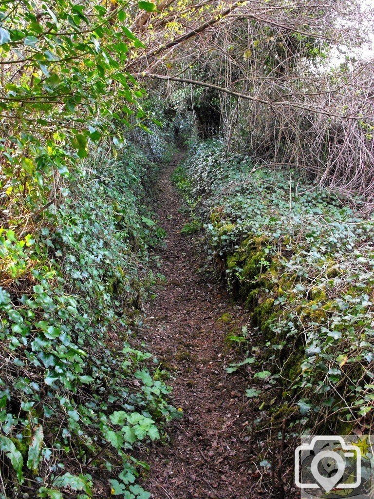Rosemorran