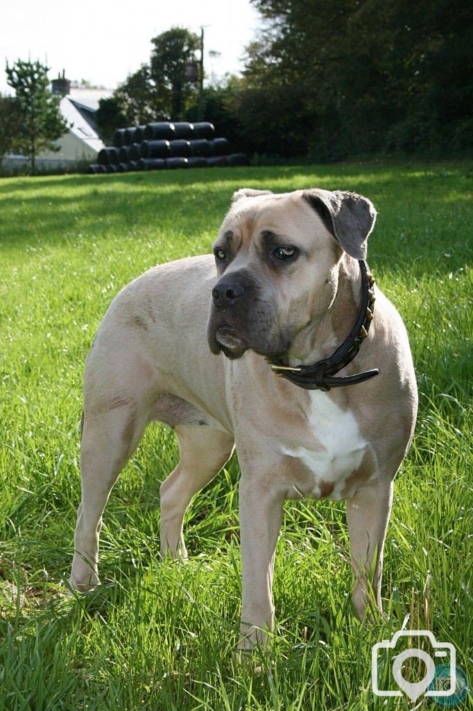 Roxy in fields