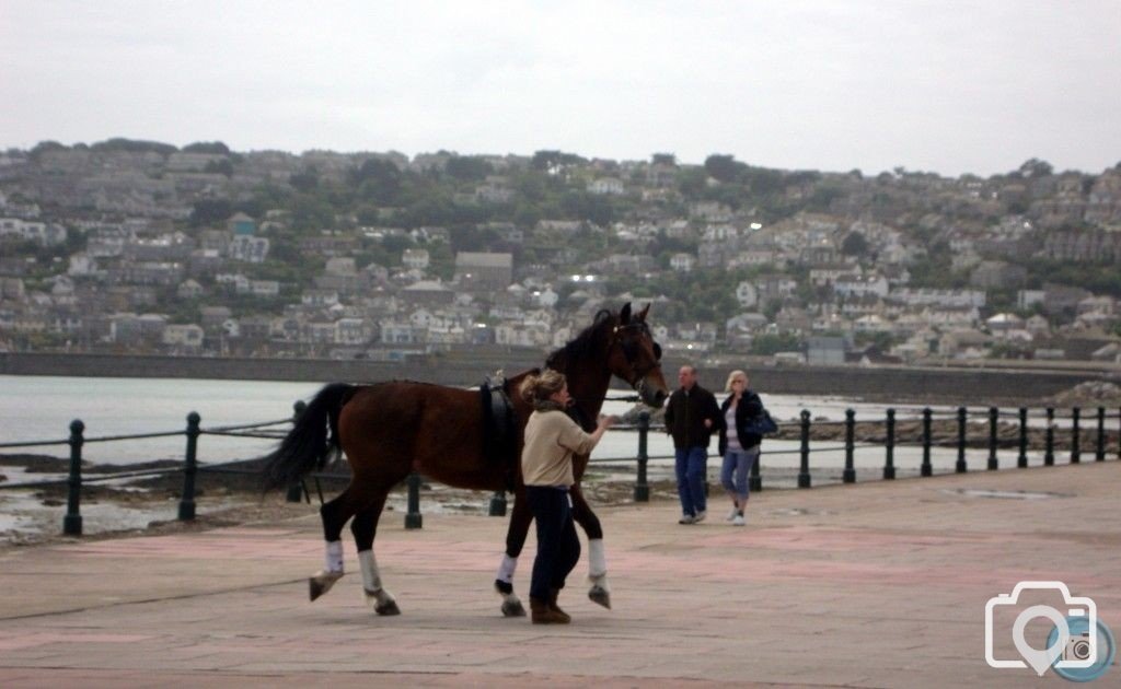Runaway Horse 8