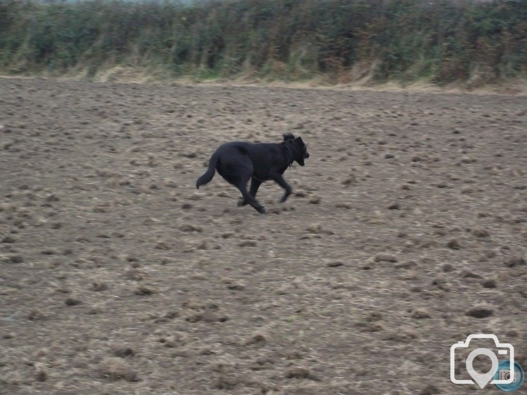 Running dog