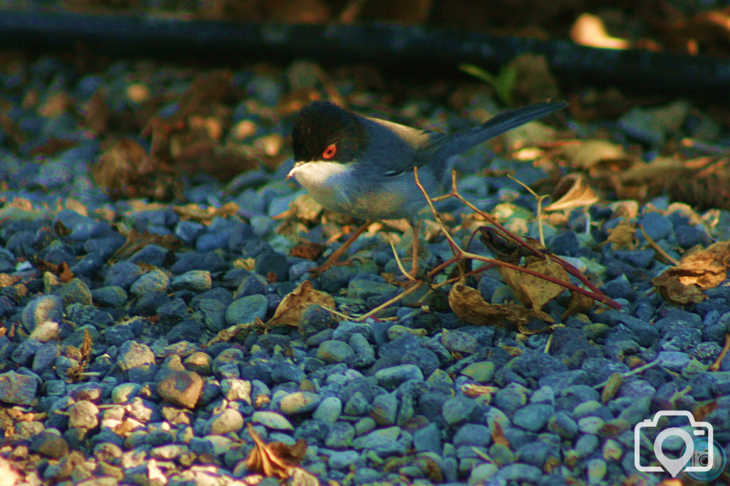 Sardinian Warbler