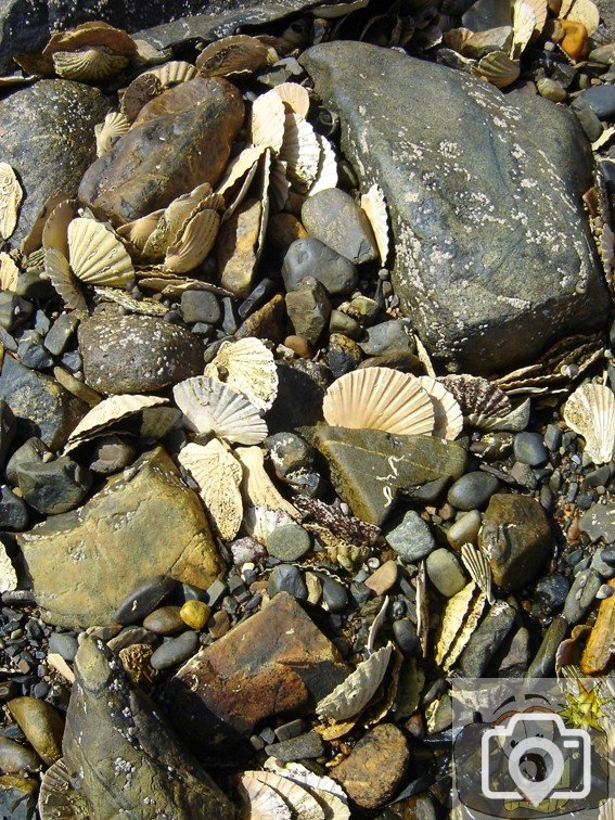 Scallop Shells