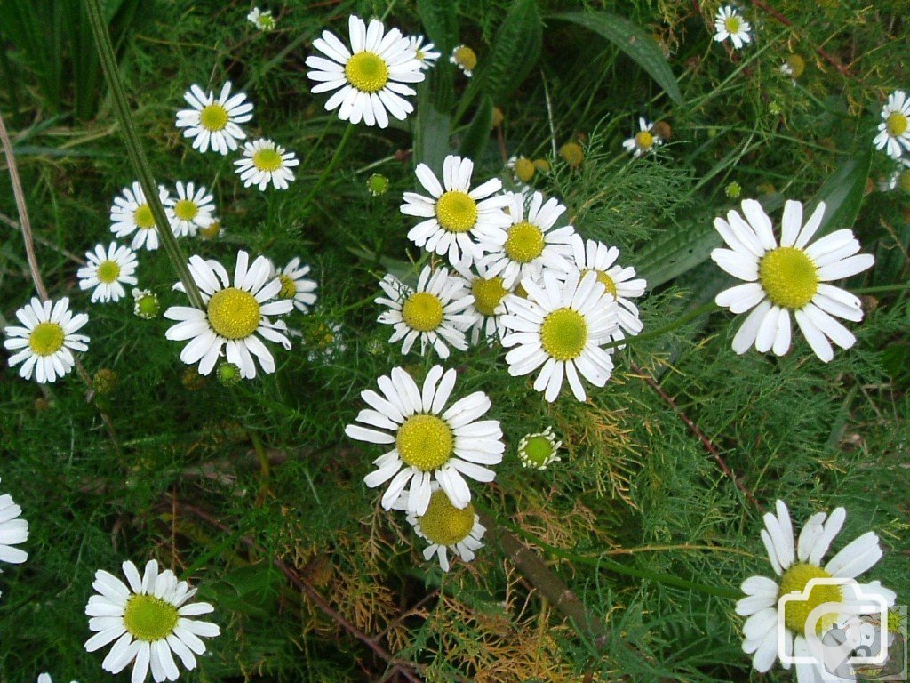 Scentless/sea mayweed