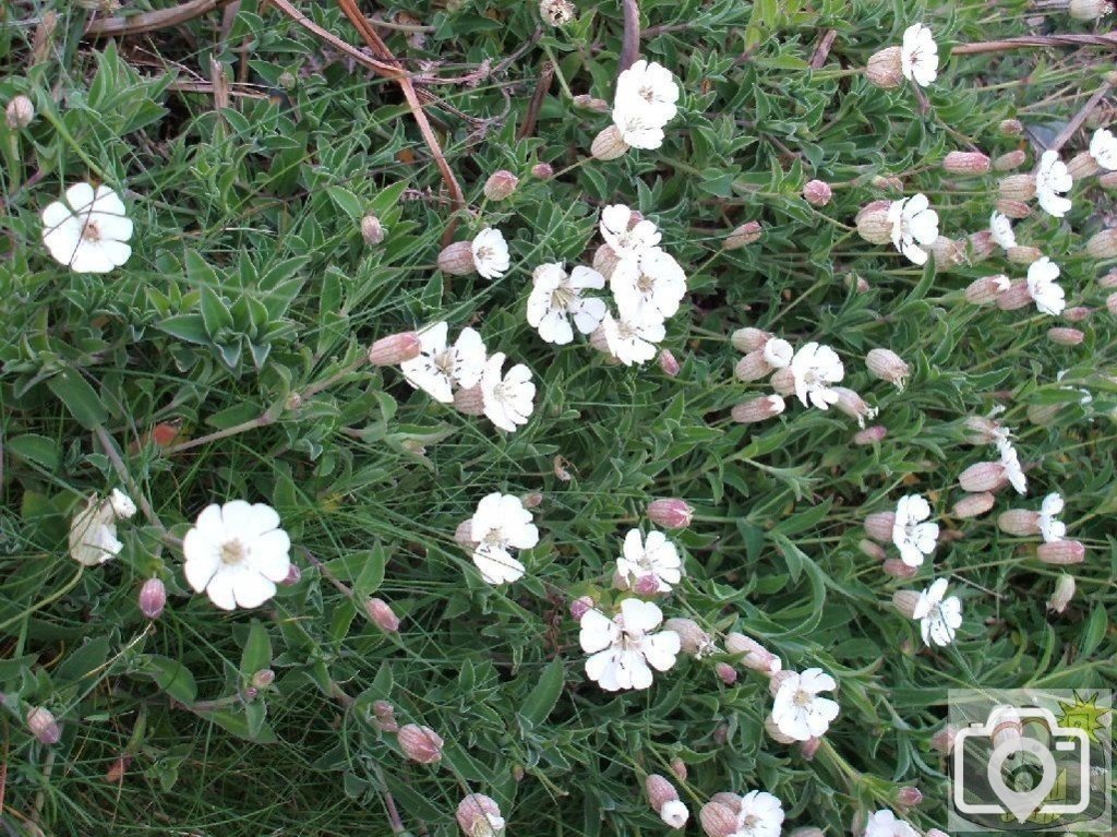 Sea campion