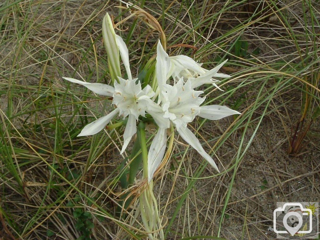 Sea or sand daffodils