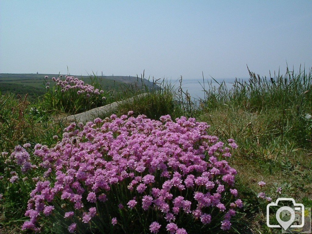 Sea pinks/thrift (armeria maritima)