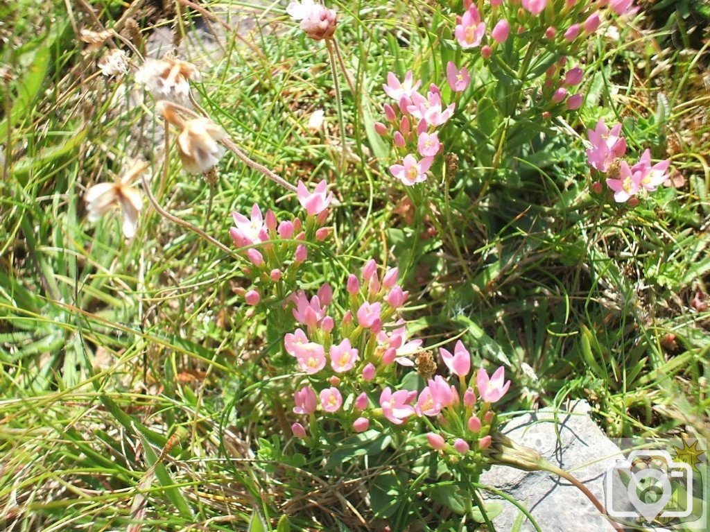 Sea rocket