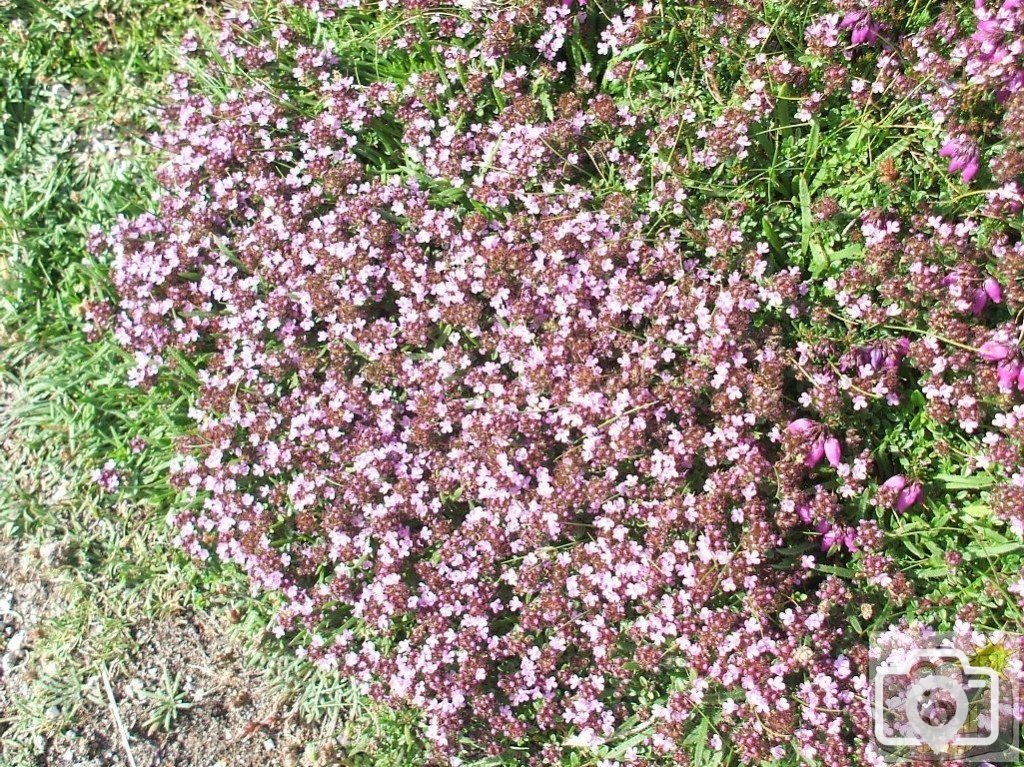 Sea rocket