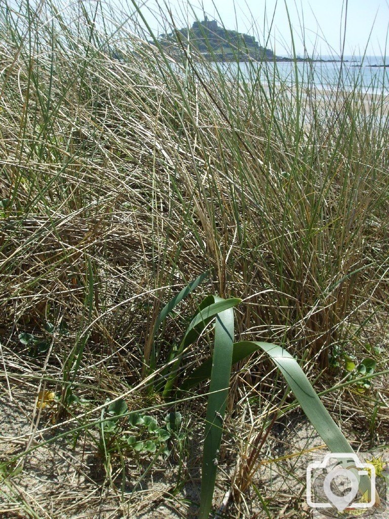 sea/sand daffodil - June 2010