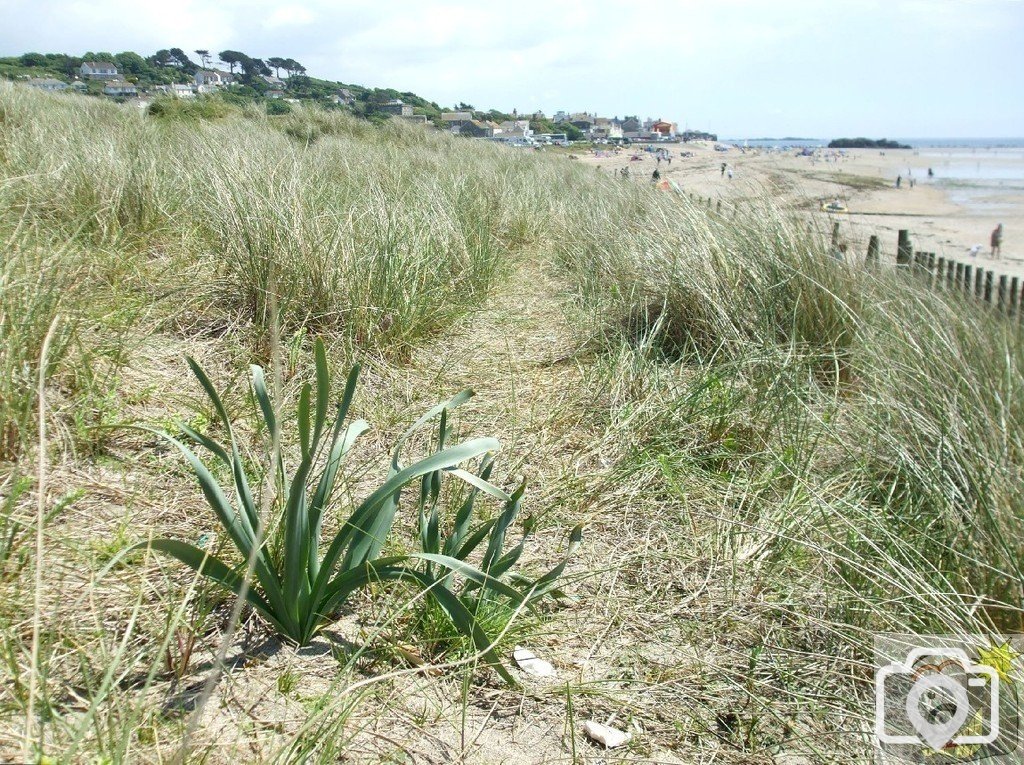 sea/sand daffodil - June 2010