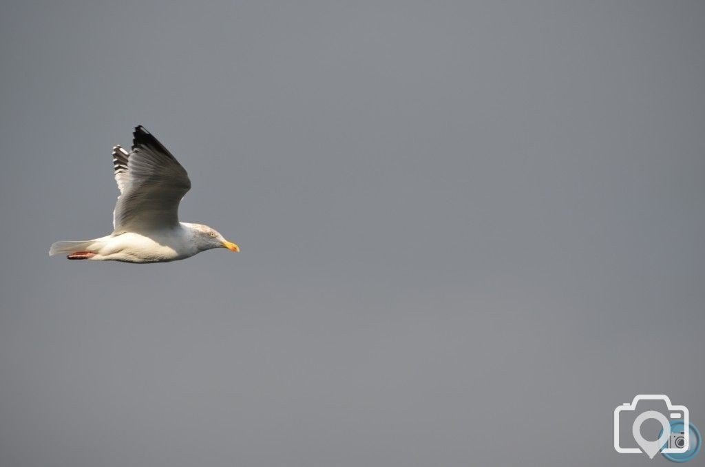 Seagull in Flight