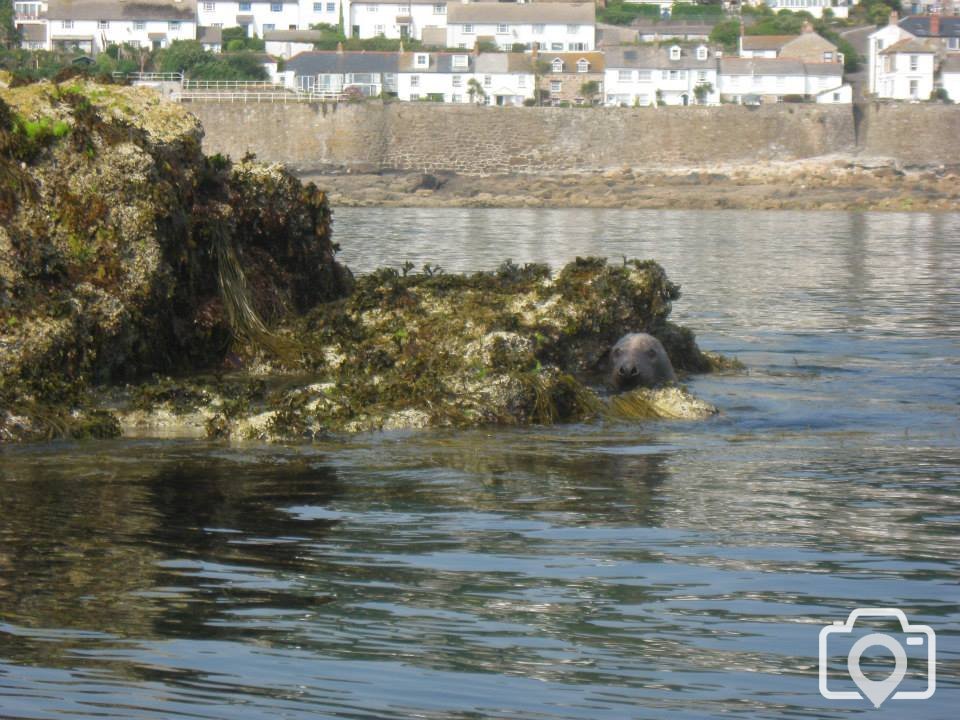 Seals on Clements Island just off of Mousehole