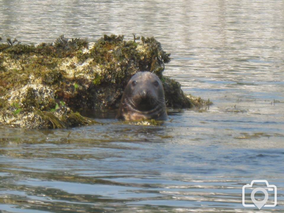 Seals on Clements Island just off of Mousehole