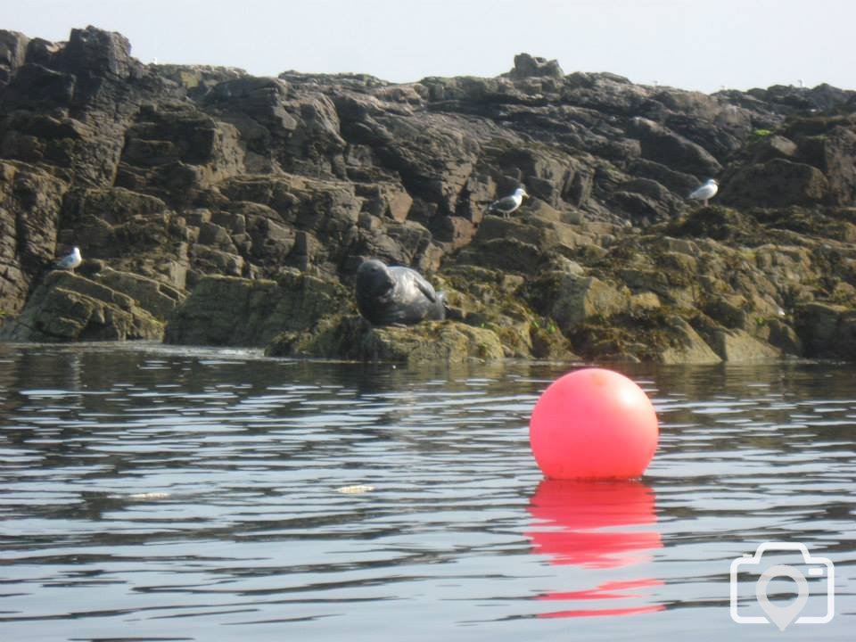 Seals on Clements Island just off of Mousehole