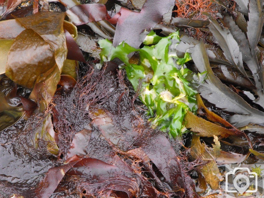 seaweed1