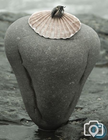 shell hat