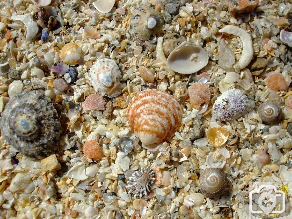 Shells on the beach: Nanjizel and Mill Bay, south of Land's End