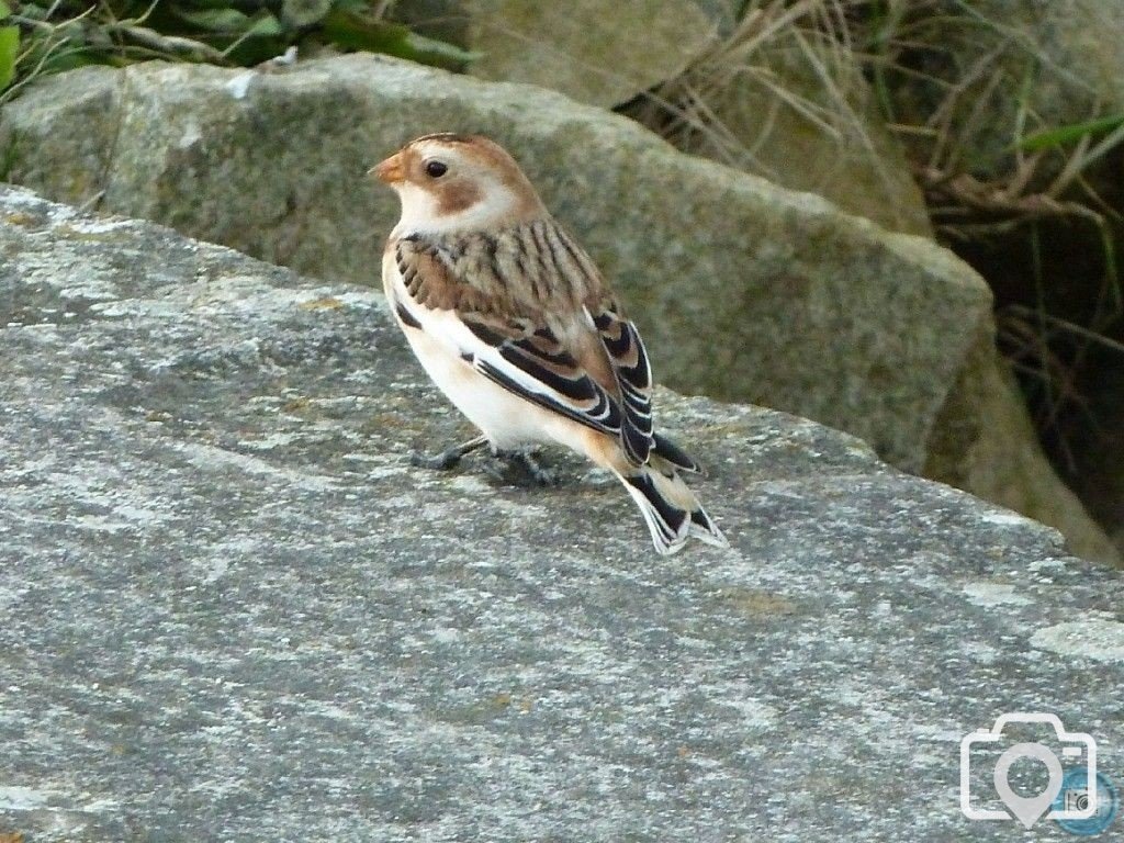 Sighting of a snow bunting at Long Rock