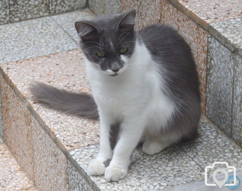 Skopelos cat