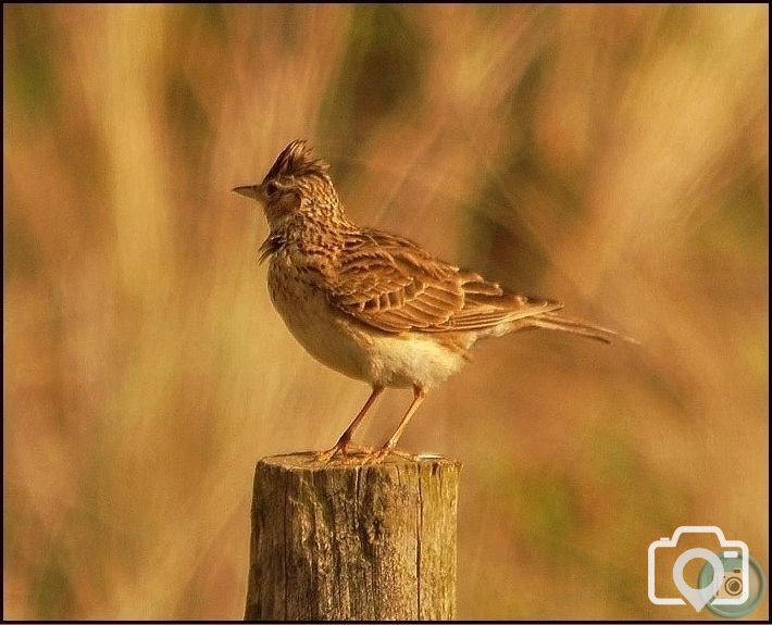 Skylark