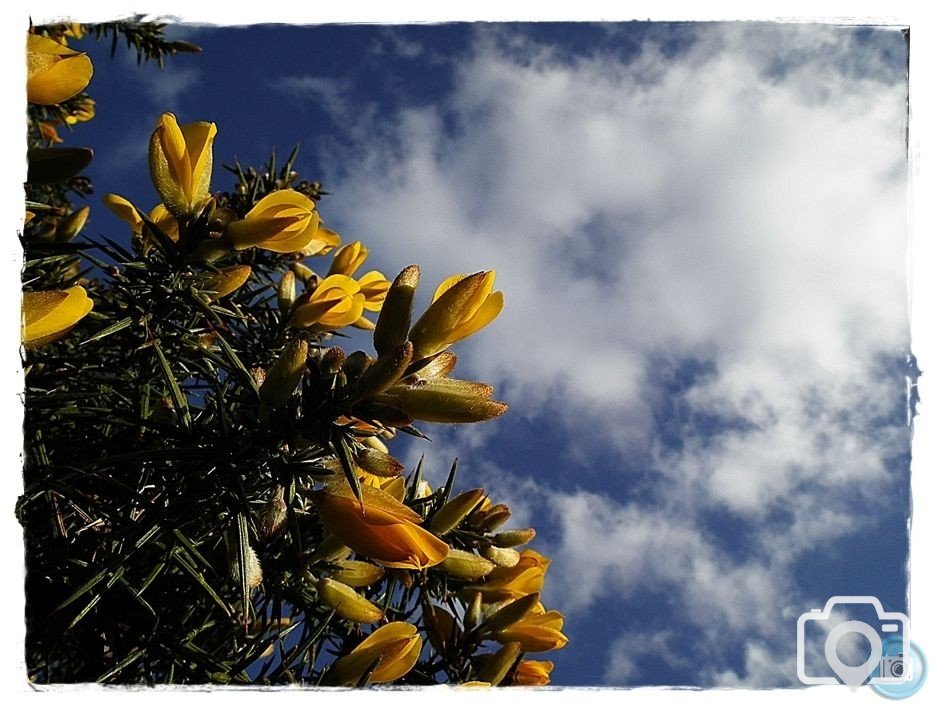 skyward through the gorse