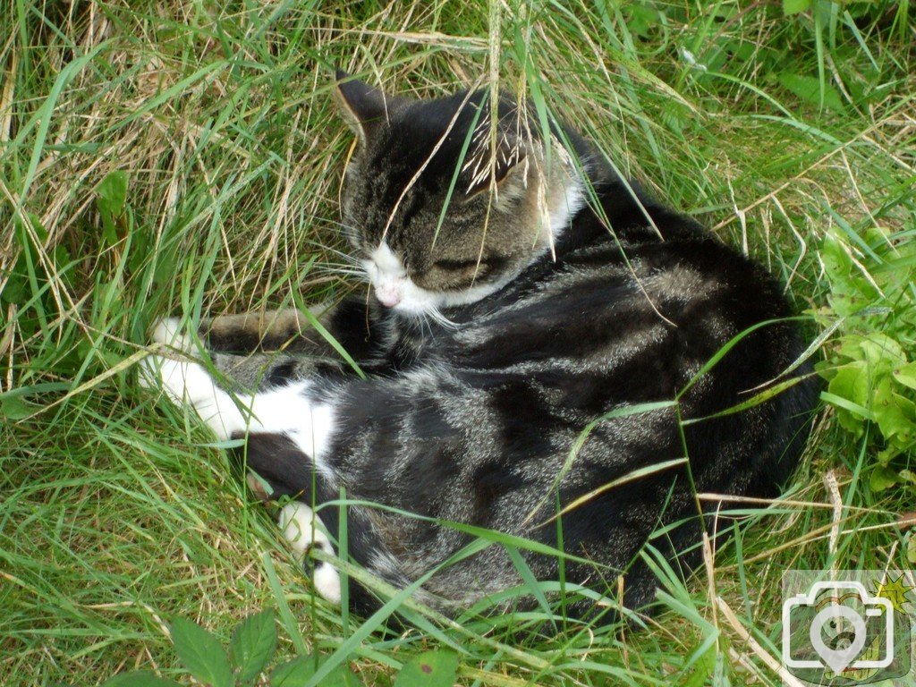 Sleeping tabby - Barwis Hill - 19Sep10