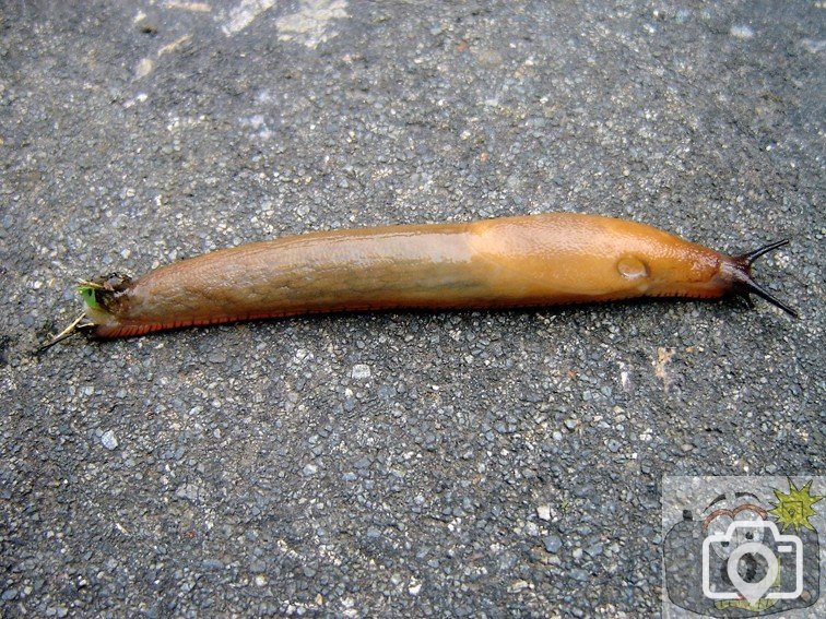 Slug 1