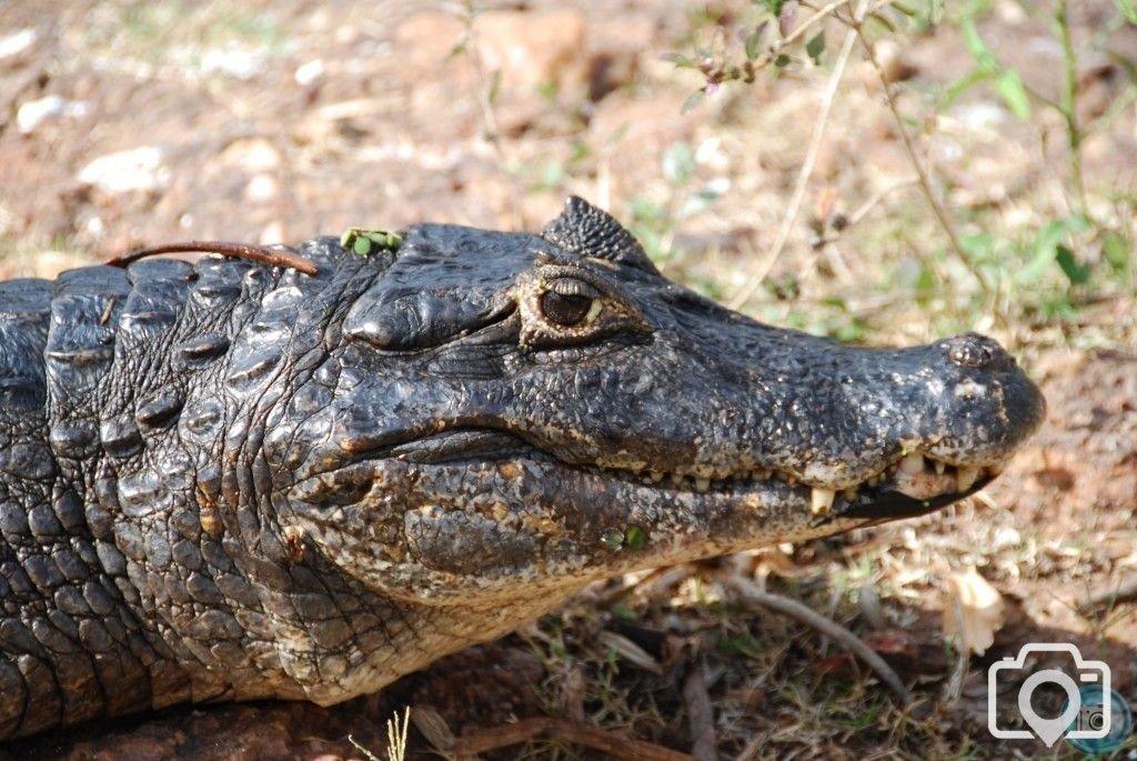 Smile!  Caiman in the Pantanel, Brazil