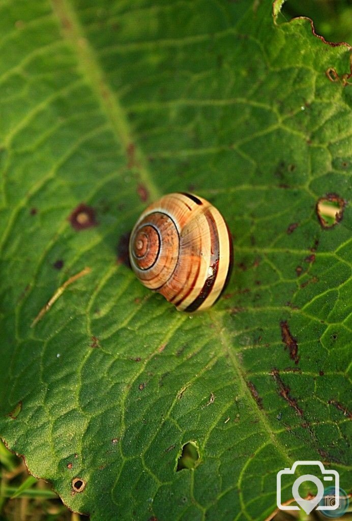 snail shell