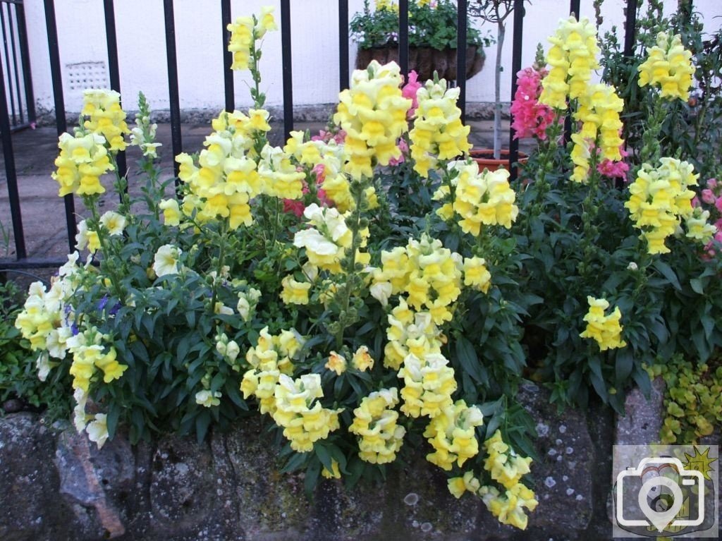 Snapdragons
