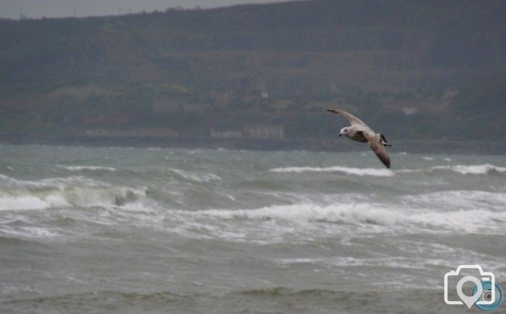 Snapshot (action) - Gull In Flight