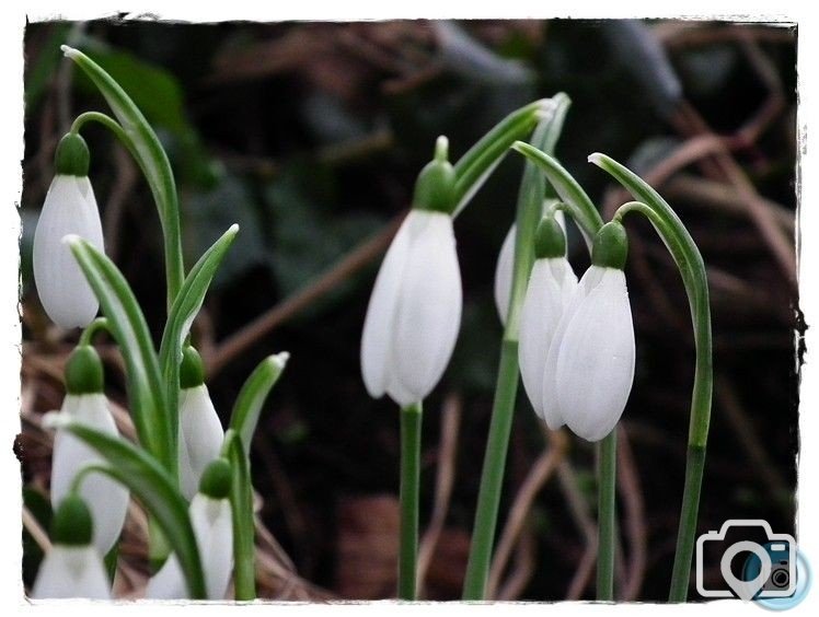 Snow Drops