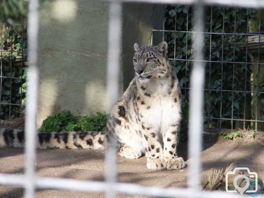 snow leopard