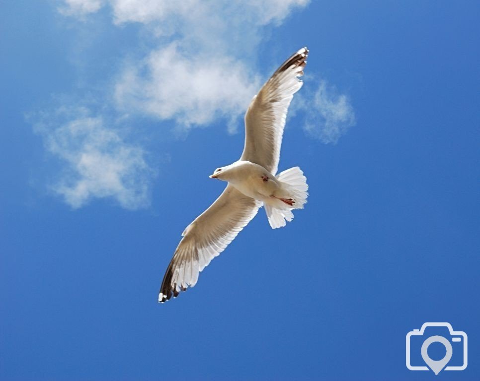 Soaring Seagull