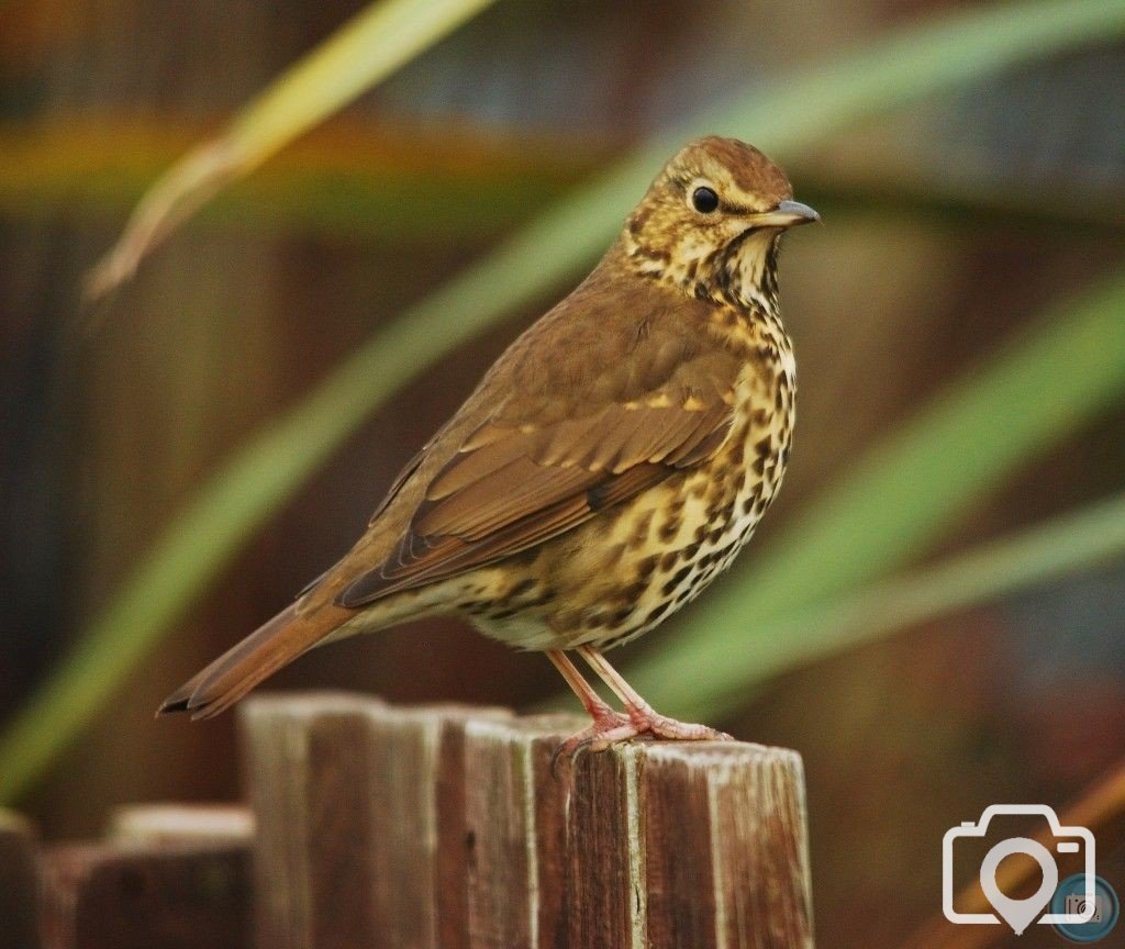 Song Thrush