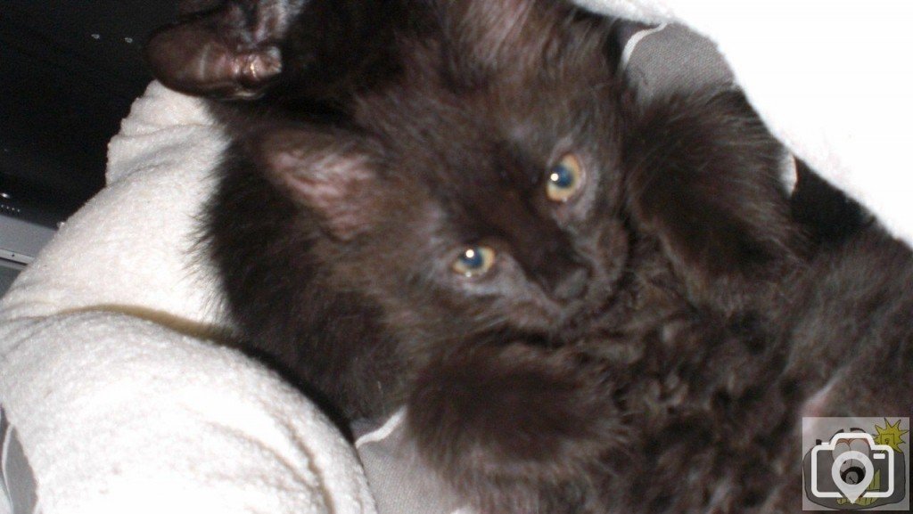 Sookie the kitten